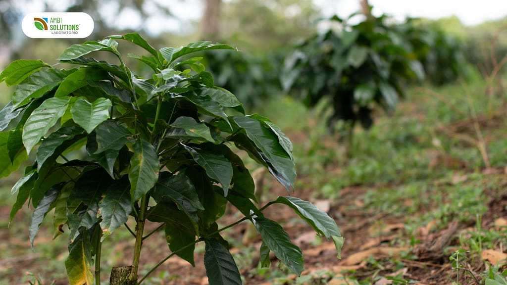 Fertilización del café